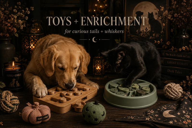 Toys + Enrichment 🐾